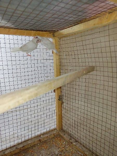 Red eyes Paper White Benglize Finch Breeder Pair 3