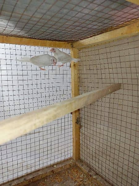 Red eyes Paper White Benglize Finch Breeder Pair 4