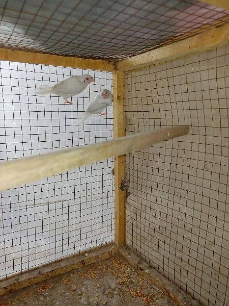 Red eyes Paper White Benglize Finch Breeder Pair 5