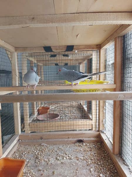 pied dove pairs / Silver dove pair / Dove breederpairs for sale 0