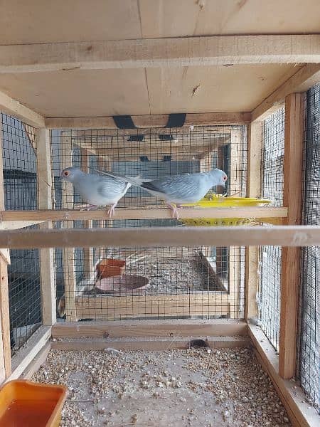 pied dove pairs / Silver dove pair / Dove breederpairs for sale 1