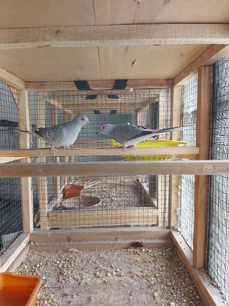 pied dove pairs / Silver dove pair / Dove breederpairs for sale 2