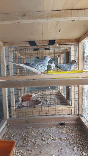 pied dove pairs / Silver dove pair / Dove breederpairs for sale 3