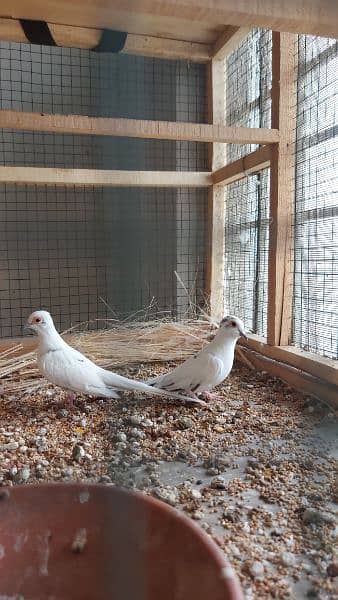 pied dove pairs / Silver dove pair / Dove breederpairs for sale 4