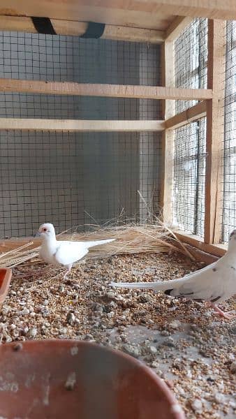 pied dove pairs / Silver dove pair / Dove breederpairs for sale 5
