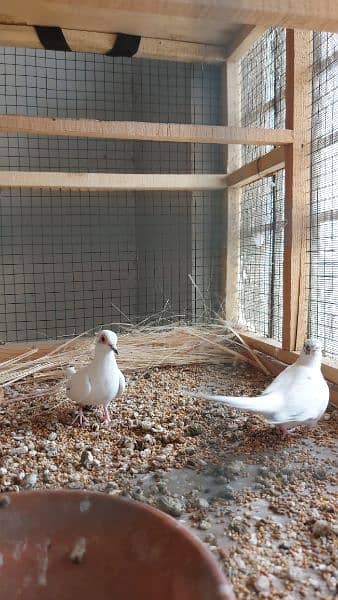 pied dove pairs / Silver dove pair / Dove breederpairs for sale 6