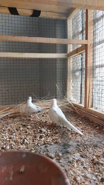 pied dove pairs / Silver dove pair / Dove breederpairs for sale 7