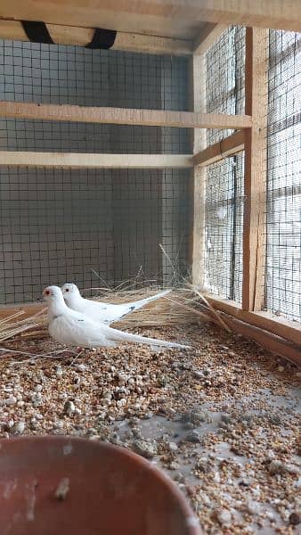 pied dove pairs / Silver dove pair / Dove breederpairs for sale 8