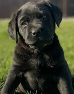 British Labrador retriever male puppy for sale
