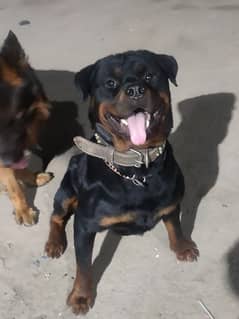 Rottweiler Available for Stud Services 0