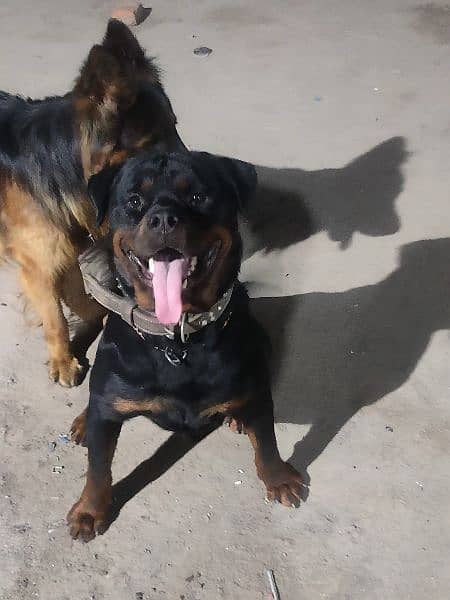 Rottweiler Available for Stud Services 1