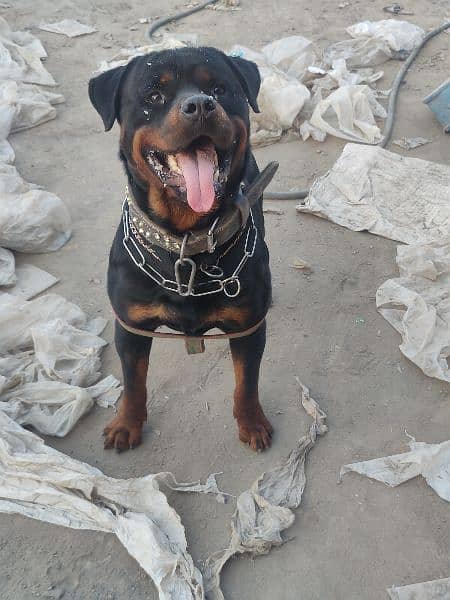 Rottweiler Available for Stud Services 2
