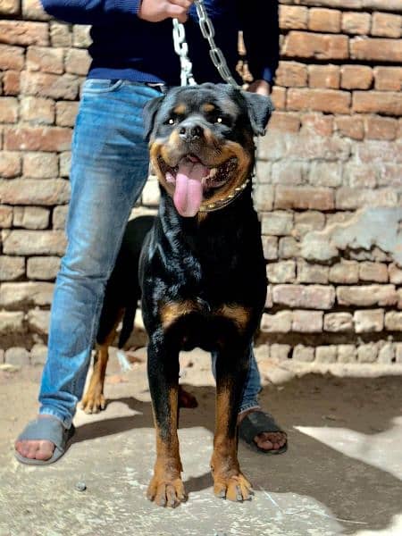 Rottweiler Available for Stud Services 3