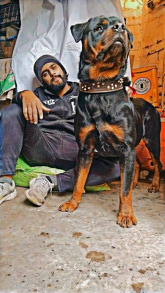Rottweiler Available for Stud Services 5
