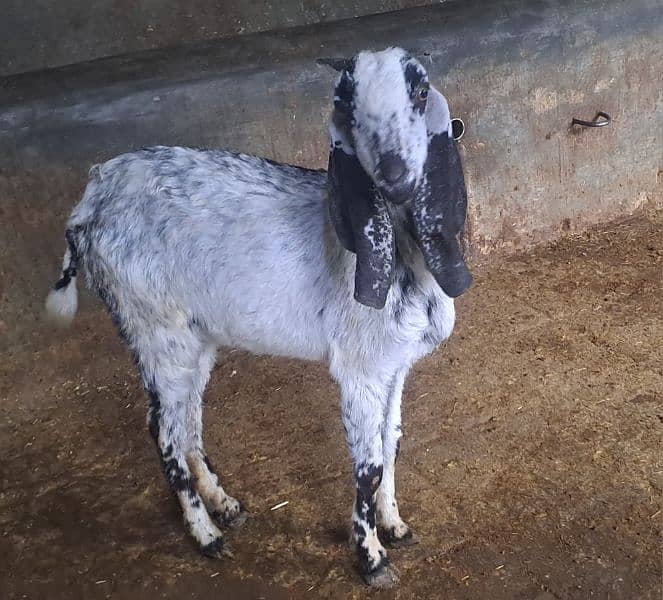Beautiful goats 2
