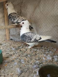 sentinet pigeon  pair