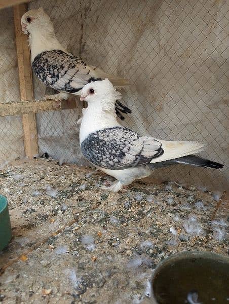 sentinet pigeon  pair 0