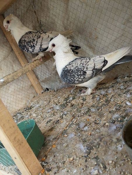 sentinet pigeon  pair 2