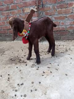 goat with 1 baby male nagra print 03077109489