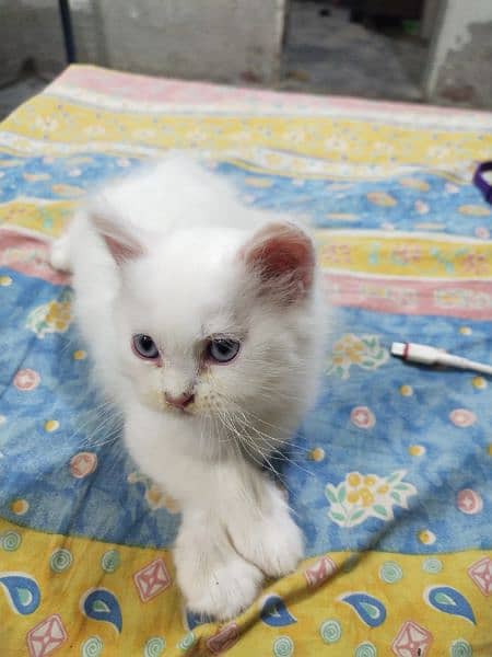 persian triple coat kitten
blue eyes 0
