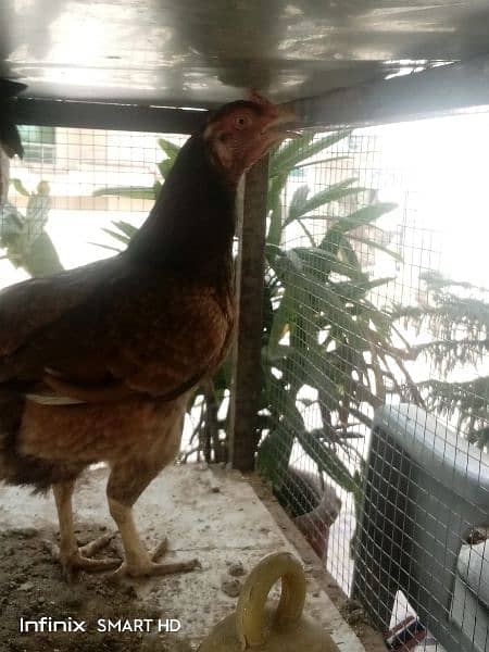 Healthy hen and rooster 2000 per piece contact 03365618772 2