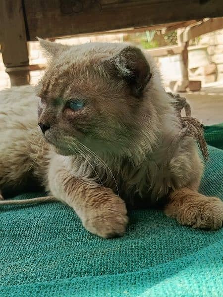 Male cat Blue eyes for sale 2