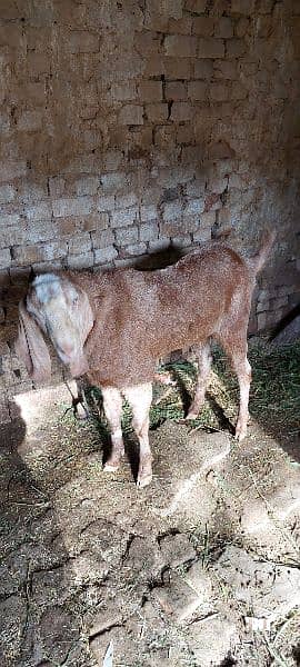 Bakra for sale big size active and healthy 0