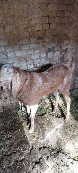 Bakra for sale big size active and healthy 1
