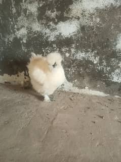 White silkie quality birds with chick free
