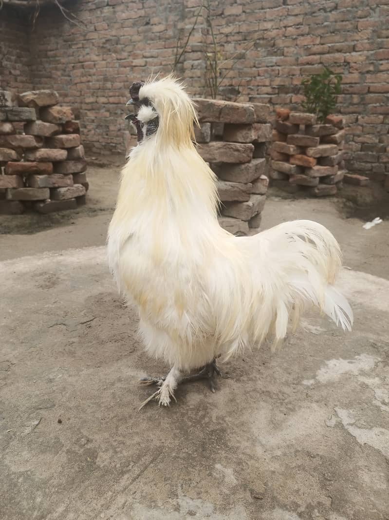 White silkie quality birds with chick free 1