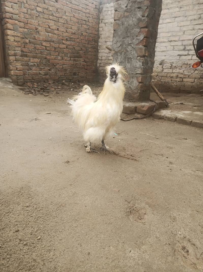 White silkie quality birds with chick free 2