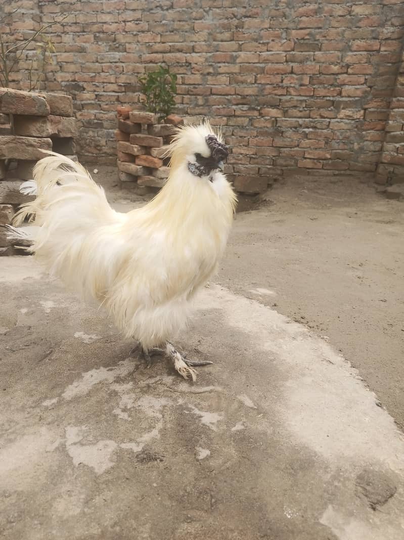 White silkie quality birds with chick free 3