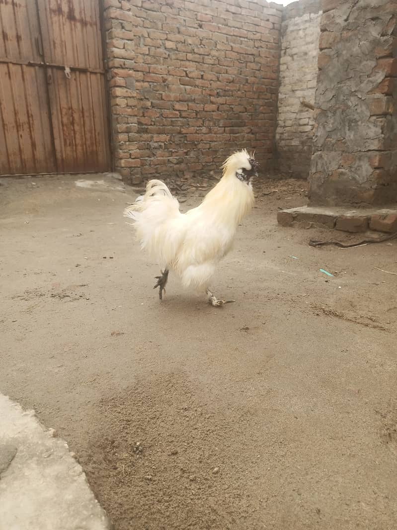 White silkie quality birds with chick free 4