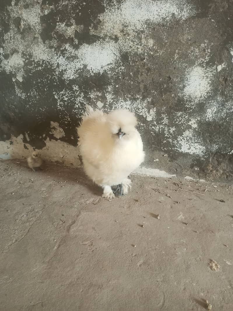White silkie quality birds with chick free 5