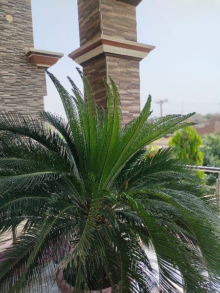 Kangi palm plant with pot 0