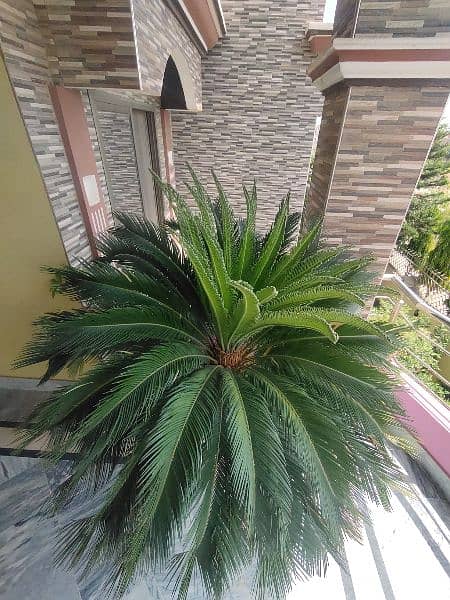 Kangi palm plant with pot 1