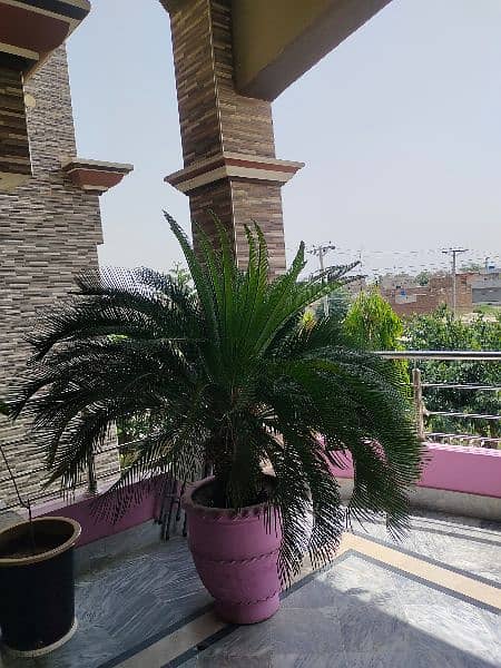 Kangi palm plant with pot 2