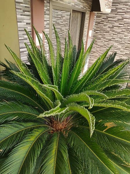 Kangi palm plant with pot 3