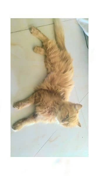 Persian Beautiful Cat 0