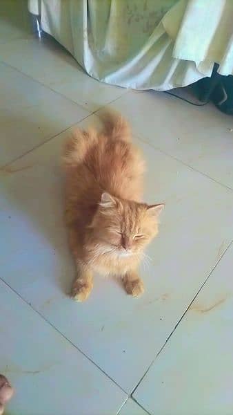 Persian Beautiful Cat 2