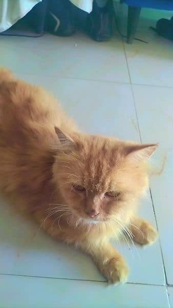 Persian Beautiful Cat 5