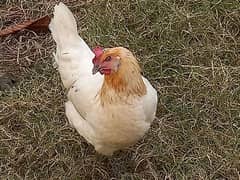 one egg lying lohman breed desi hen