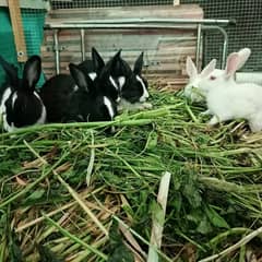(For Total 6 Rabbits) 1 Pair White Rabbit/ Red Eyes and 2 Pairs B&W