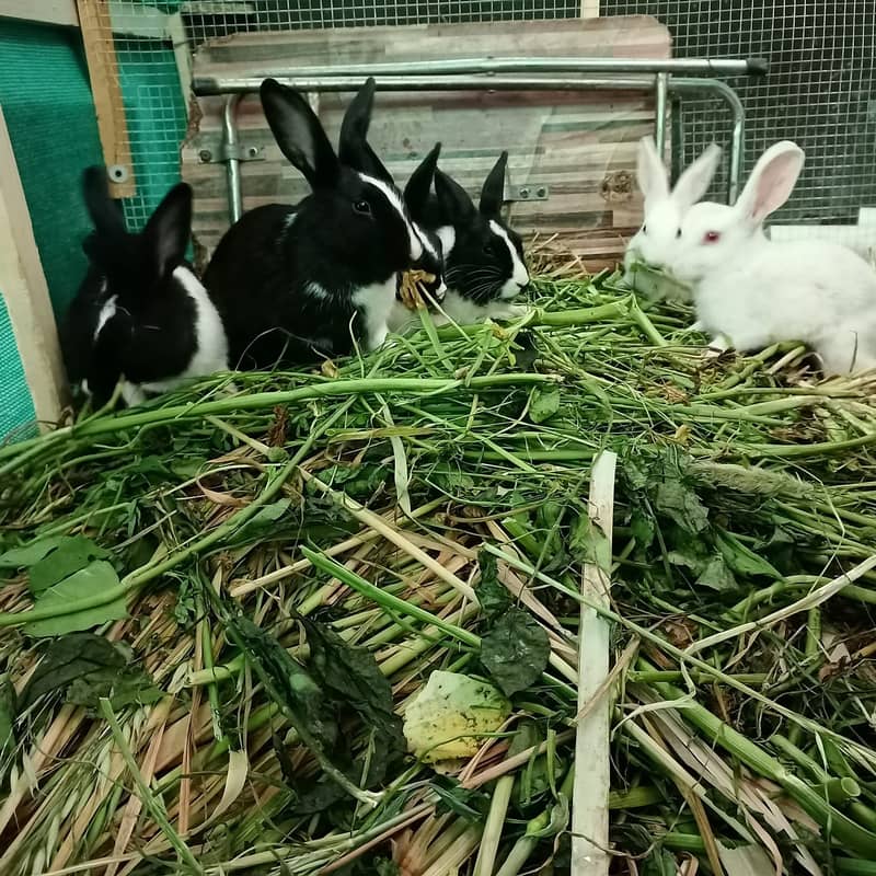 (For Total 6 Rabbits) 1 Pair White Rabbit/ Red Eyes and 2 Pairs B&W. 1