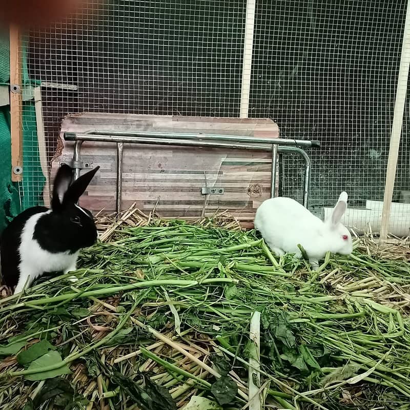 (For Total 6 Rabbits) 1 Pair White Rabbit/ Red Eyes and 2 Pairs B&W. 3
