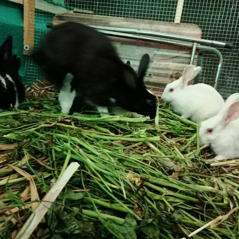 (For Total 6 Rabbits) 1 Pair White Rabbit/ Red Eyes and 2 Pairs B&W. 4