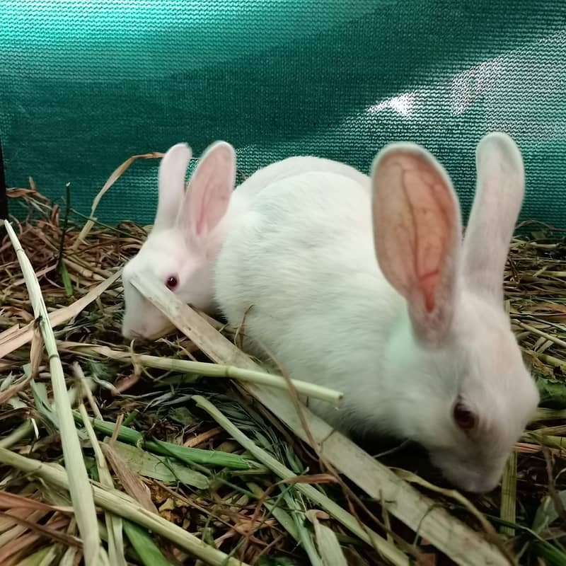 (For Total 6 Rabbits) 1 Pair White Rabbit/ Red Eyes and 2 Pairs B&W. 5