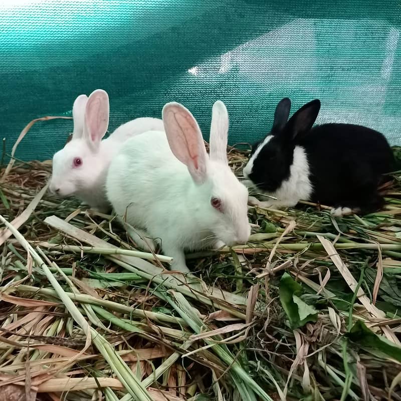 (For Total 6 Rabbits) 1 Pair White Rabbit/ Red Eyes and 2 Pairs B&W. 7