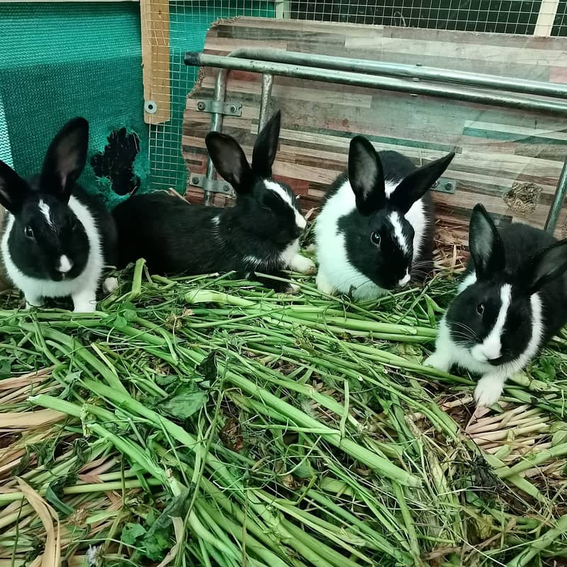 (For Total 6 Rabbits) 1 Pair White Rabbit/ Red Eyes and 2 Pairs B&W. 8