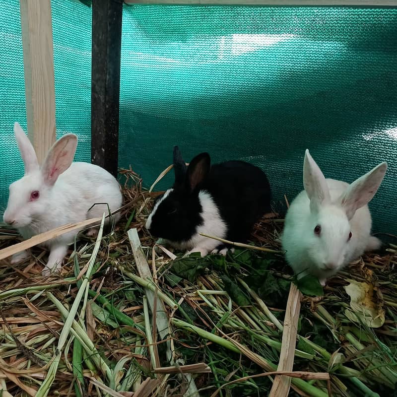(For Total 6 Rabbits) 1 Pair White Rabbit/ Red Eyes and 2 Pairs B&W. 13